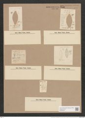 Navicula placentula var. anglica (Ralfs.) Grun. (de-Toni-Nr.: Genus 1, Species 137) Zeichnungen Sammlung Grunow Nr. 421 (NHMW-BOT-W0366736)